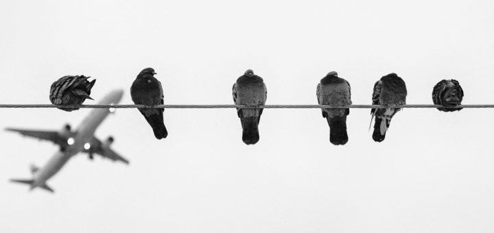 qué pasa cuando un pájaro impacta un avión o su motor