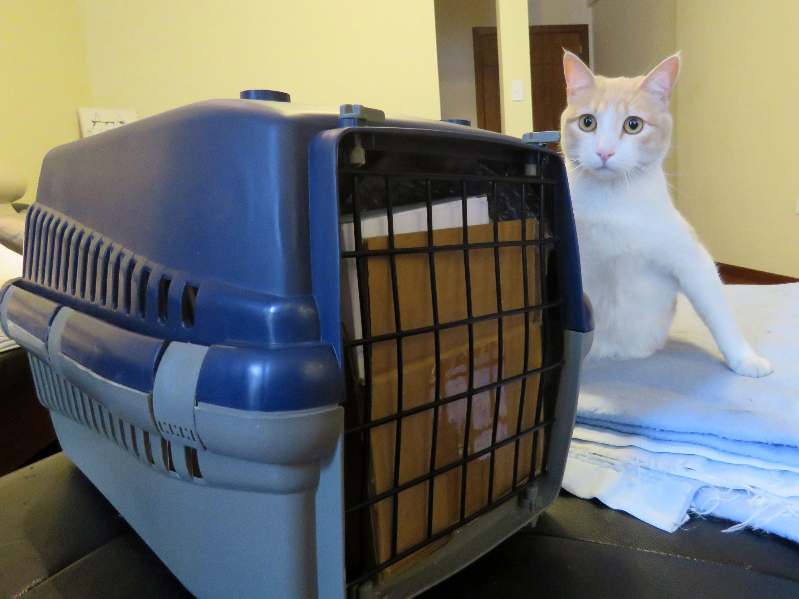 Traveling with pets to or from Ecuador Nicolas Larenas