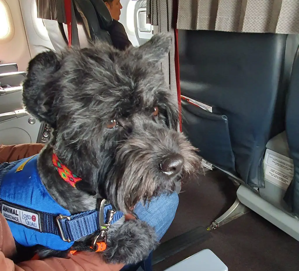 fly pet animal company dog ​​assistance cats