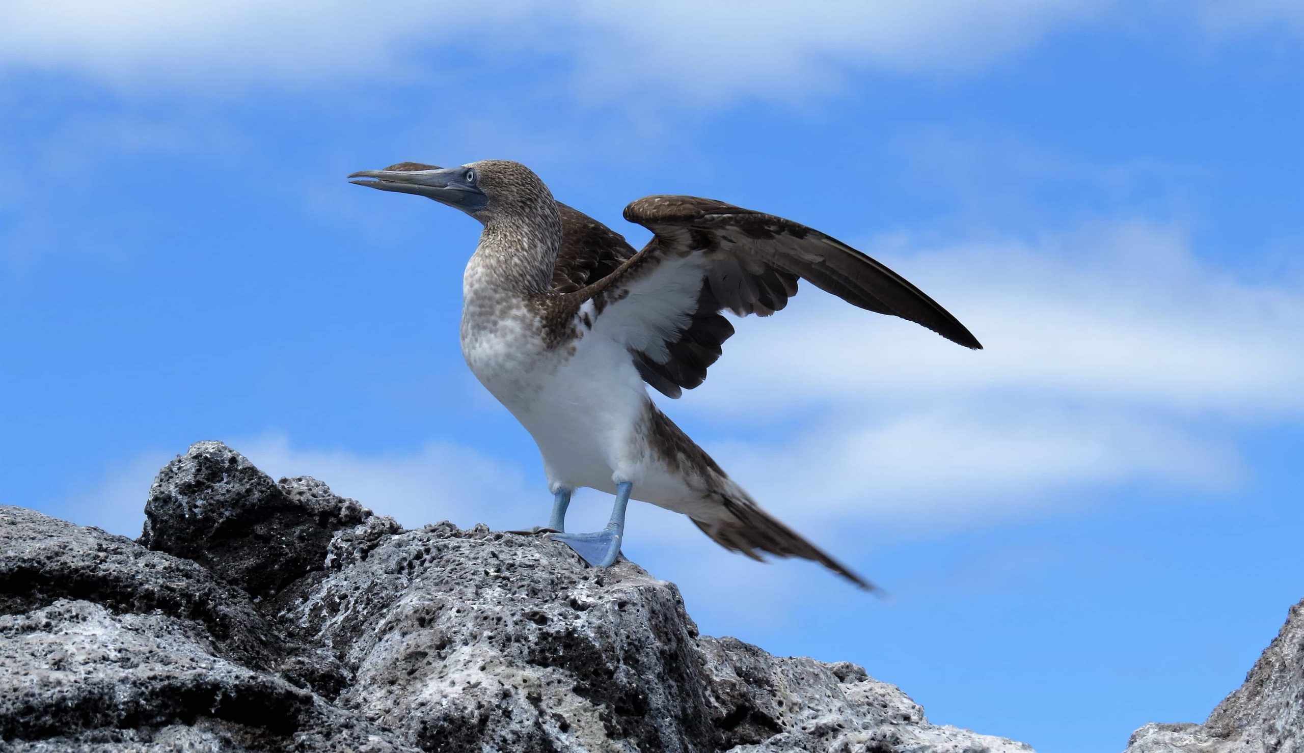 Galápagos nuevos requisitos para ingresar a las Islas Galápagos nuevos requisitos para ingresar a las Islas
