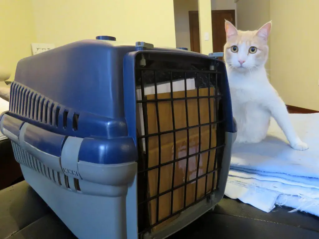 Viajar con mascotas desde o hacia Ecuador