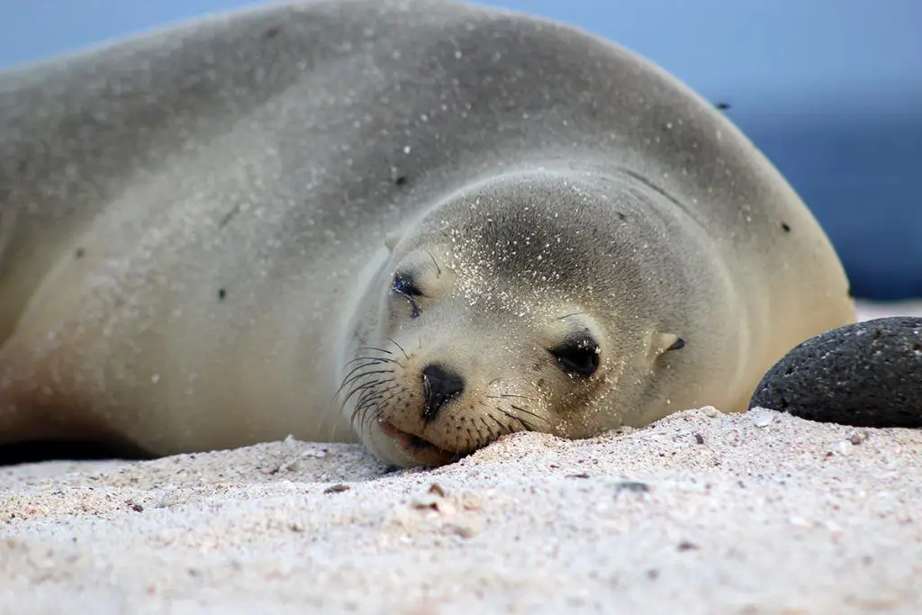 protocolo de entrada de galápagos requisitos de teste de pcr voos nacionais de turistas estrangeiros