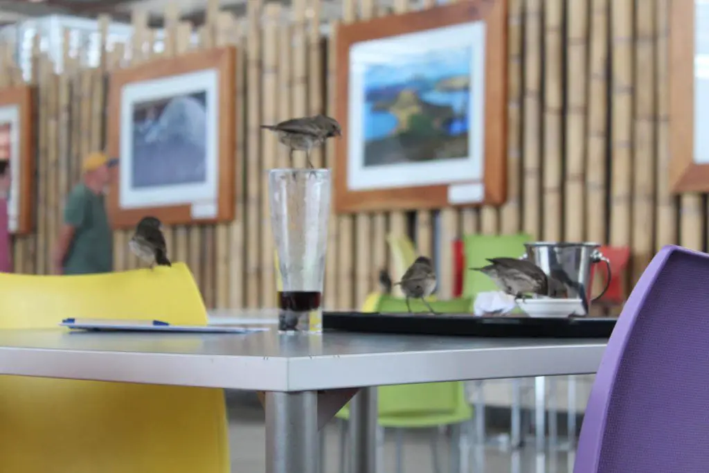 Aeropuerto ecológico de Seymur de Baltra Galapagos
