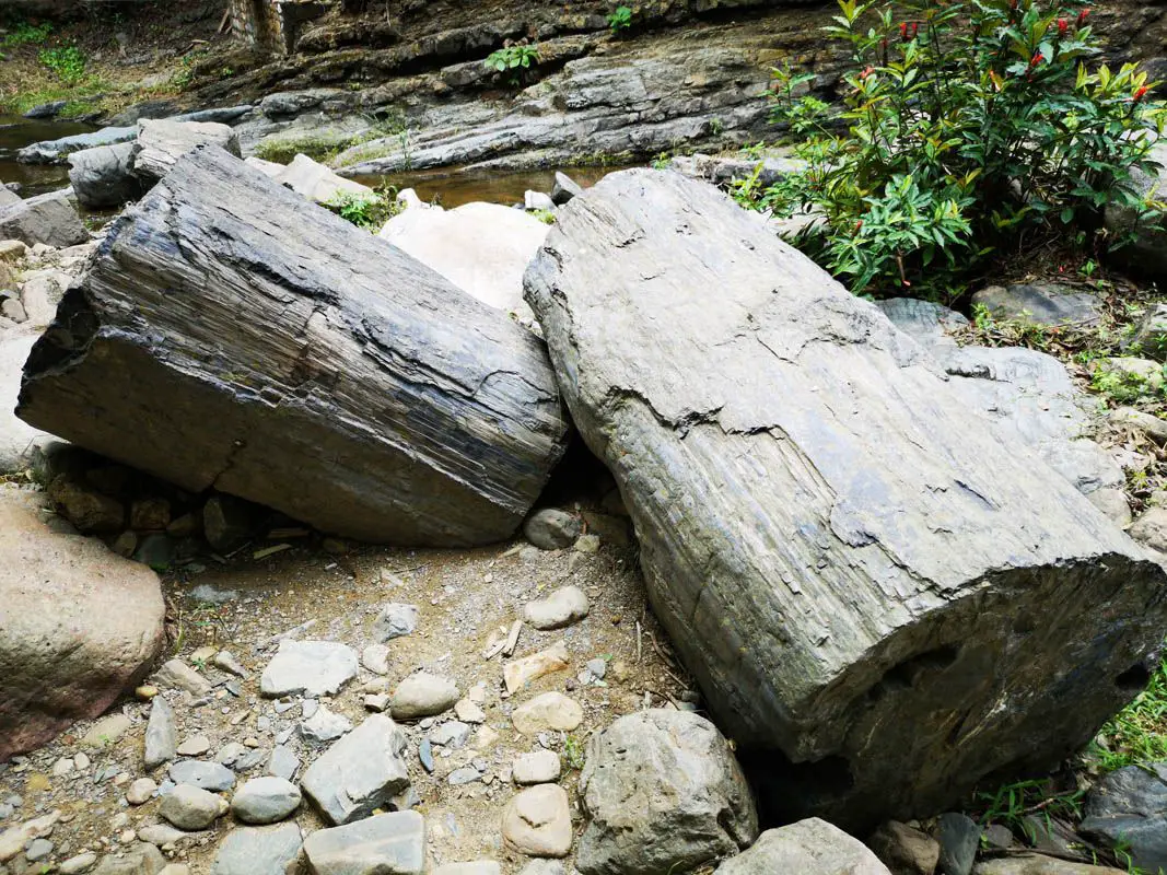bosque petrificado puyango