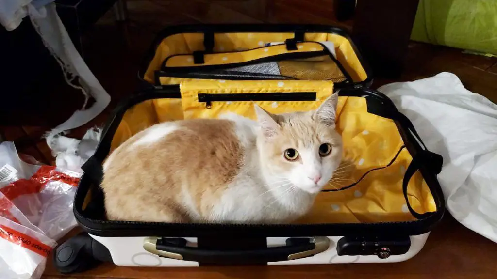 requirements necessary procedure to travel leave pets dog cat Ecuador Quito Guayaquil Manta airport certificate veterinary vaccine