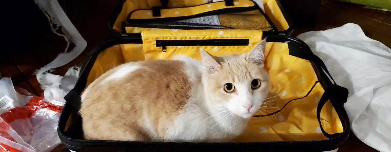 requirements necessary procedure to travel leave pets dog cat Ecuador Quito Guayaquil Manta airport certificate veterinary vaccine