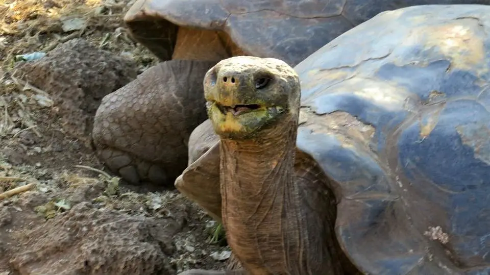 Galápagos exige seguro de salud privado a turistas extranjeros