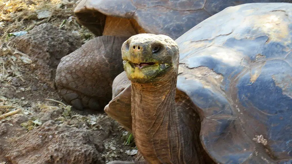 tarifas costo ingreso viajar entrar parque nacional Galapagos precio tasa tasas costos extranjeros turistas nacionales ecuatorianos