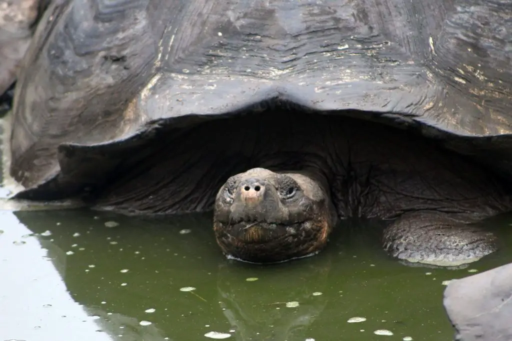 Tips para visitar las Islas Galápagos