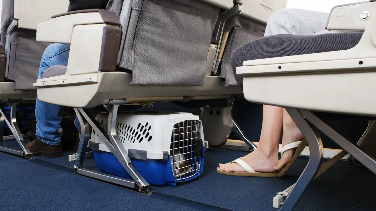 Así viaja tu mascota en un avión viaja tu mascota